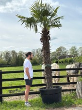 12-13ft Trachycarpus Fortunei