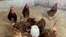Rhode Island Red Fertile