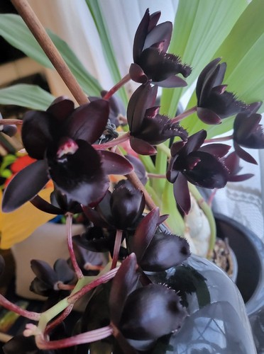 Catasetum monnierara - catasetum,