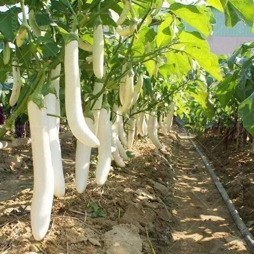 200 pcs pure white long - 200,