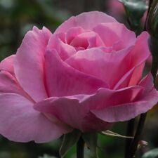 Rose 'Queen Elizabeth' Hardy
