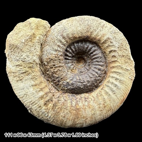 Lokuticeras tenuicostatum