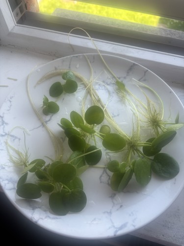 Frogbit live floating - 30,