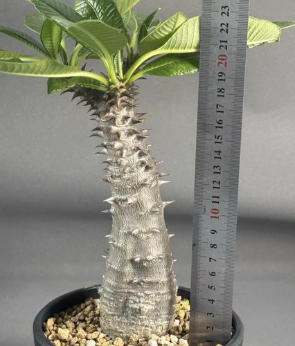 Sale pachypodium baronii - pachypodium,