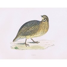 BIRDS Quail - Hand Coloured