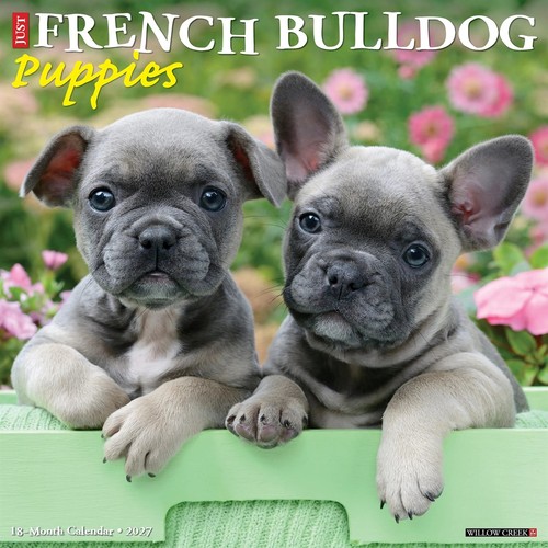 Just french bulldog puppies - french,