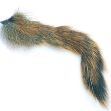 Fox Squirrel Natural Barred