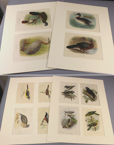 Birds original vintage - birds, 12