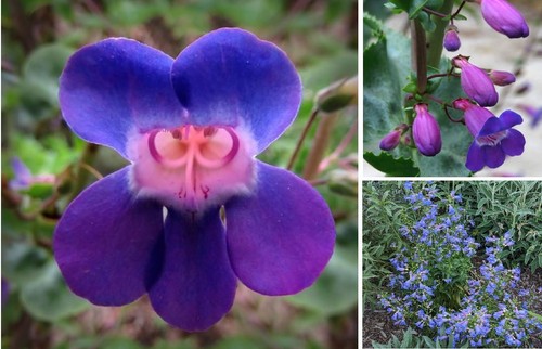 Penstemon spectabilis 50 - penstemon,