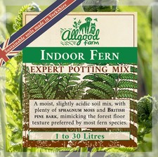 Indoor Fern Expert Potting