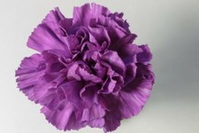 Carnation Double Violet 30 Seeds, Dianthus Seeds