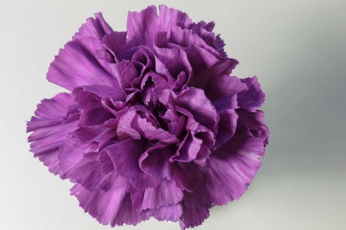 Carnation double violet - carnation, 30
