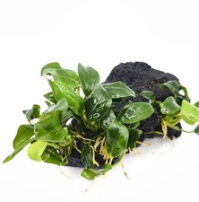 Anubisa Petit On Black Lava Rock