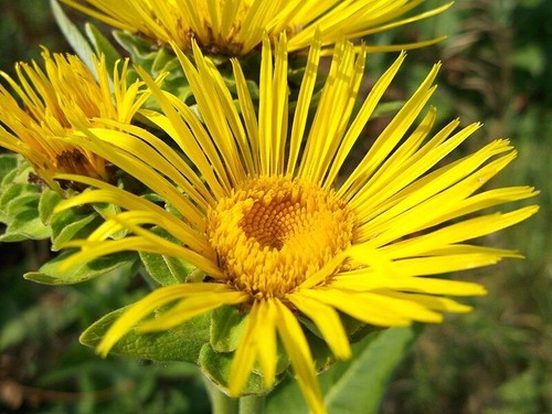 Elecampane seeds inula - seeds, –