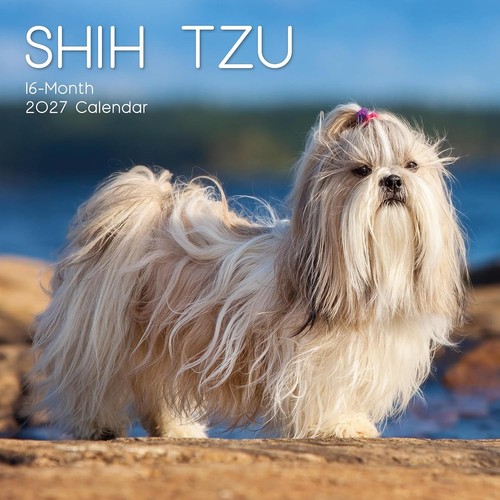 Shi tzu dog - shi, "12