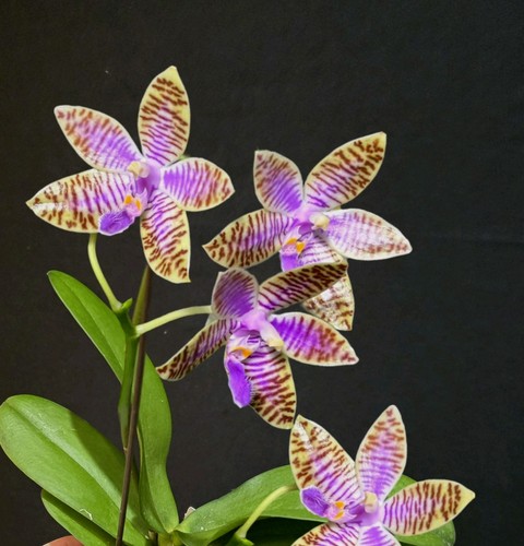 Rare phalaenopsis - rare,