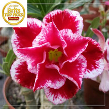 Desert Rose Bulbs, Golden
