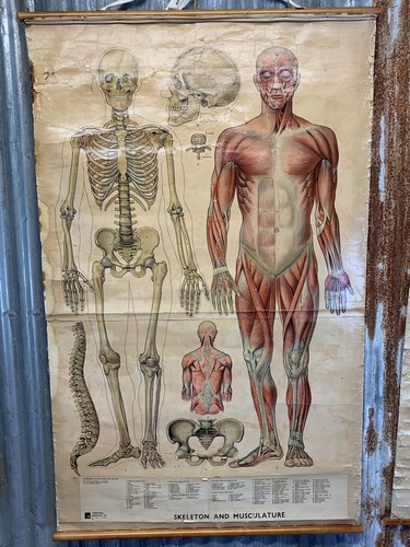 Antique vintage anatomical - vintage,