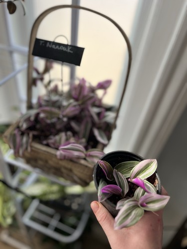 Tradescantia nanouk - tradescantia, “nanouk”
