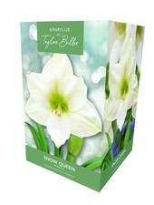 Amaryllis Gift Box - Snow