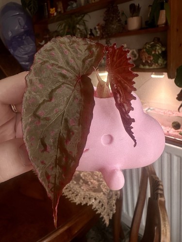 Rare begonia malachosticta - begonia,