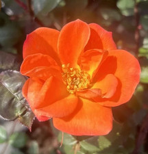 WARM WELCOME - Pastel Orange