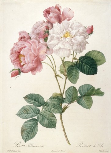 Pierre joseph redoute - pierre,