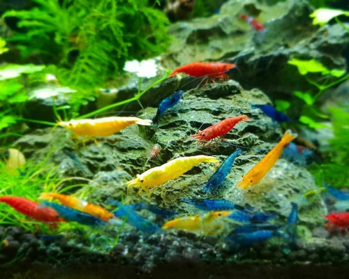 Mixed color neocaridina - 20,