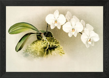 Phalaenopsis Casta Framed Wall