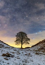 A4 Sycamore Gap Tree Poster (Brand New)