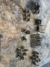 Ogor Mawtribe Army Warhammer