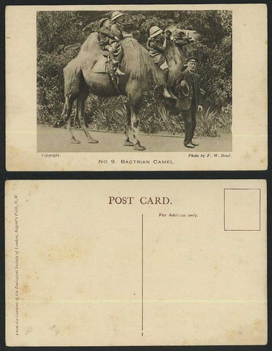 Bactrian camel children - children, little