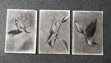 Original set of 3 charcoal drawings sketches of a Calla Lily triptych on paper