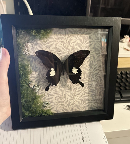 Mounted butterfly taxidermy - mounted, butterfly/taxidermy