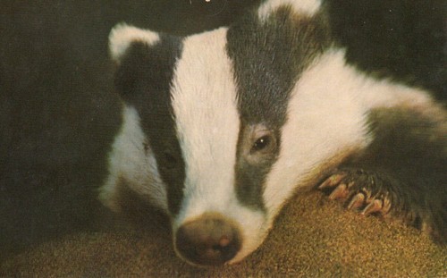Badger cub the - badger,