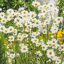 3 X OX EYE DAISY BARE ROOT
