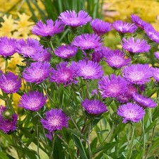 Stokesia amethyst real outdoor - stokesia,