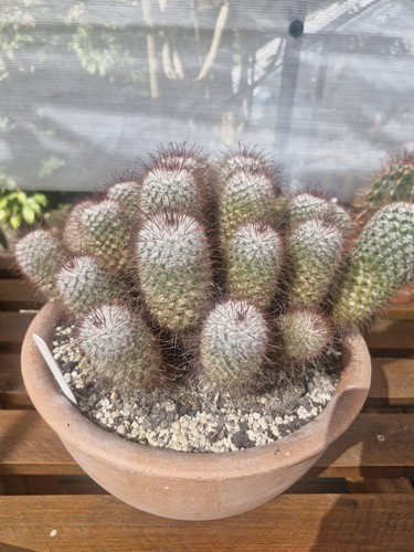 Mammillaria bombycina large - mammillaria,