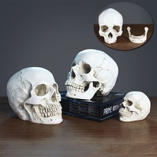Human Skull Replica Resin
