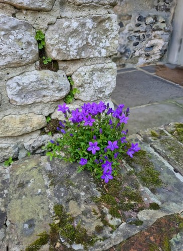 Campanula portenschlagiana