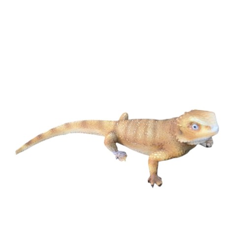 Bearded dragon lizard garden - dragon,