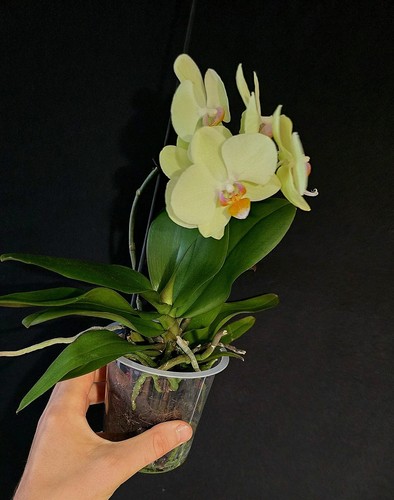 Phalaenopsis soft green 1 - phalaenopsis,