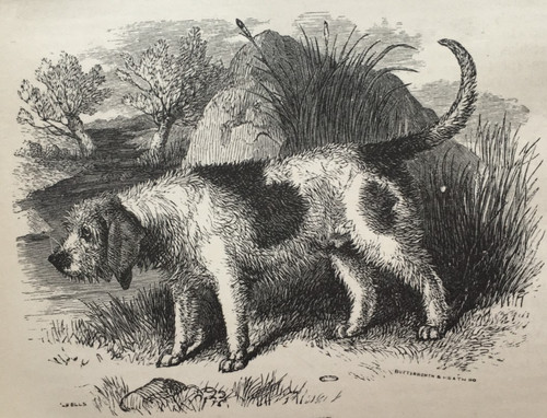 Otter hound dog antique - otter,