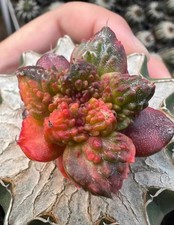 Rare Ariocarpus Fis Hybird