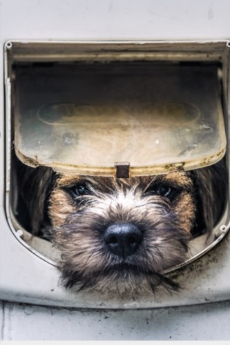 Border terrier notebook 120 - border,