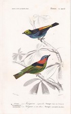 1861 TANAGER BIRD Print -