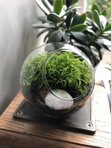 Live moss terrarium - live,