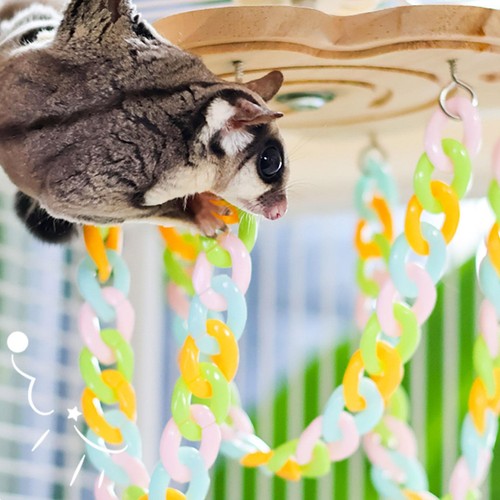 Sugar glider accessories - sugar,