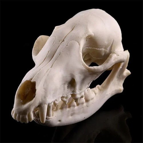 Animal skull red - animal,
