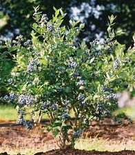 Mini Blues Blueberry Bush  -